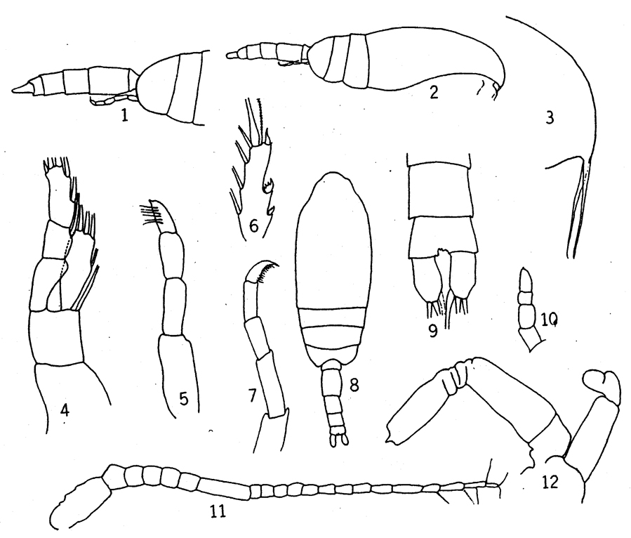 Espèce Ctenocalanus vanus - Planche 8 de figures morphologiques