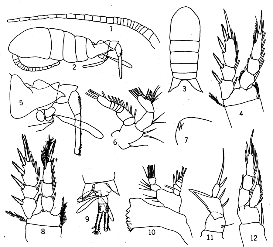Species Eurytemora affinis - Plate 1 of morphological figures