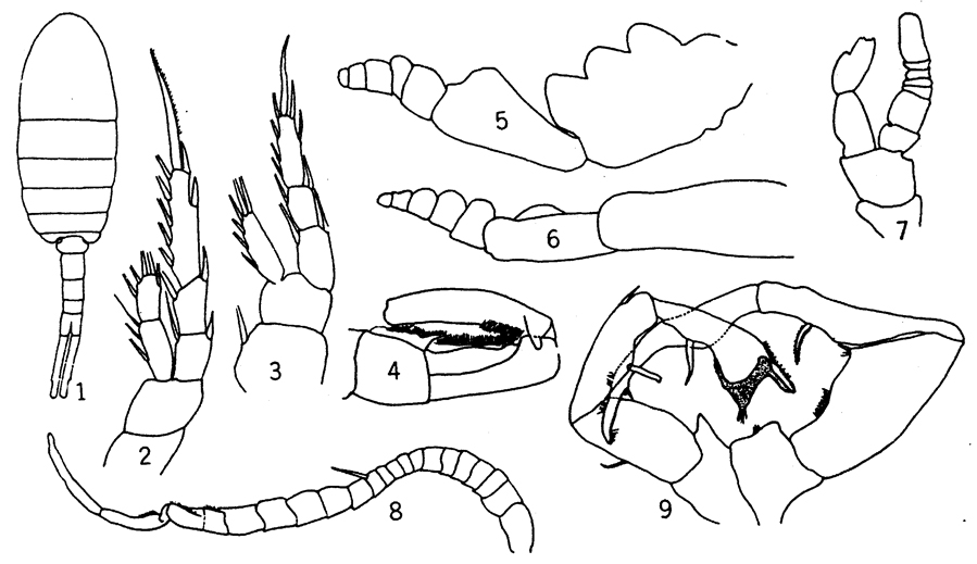 Species Eurytemora affinis - Plate 2 of morphological figures