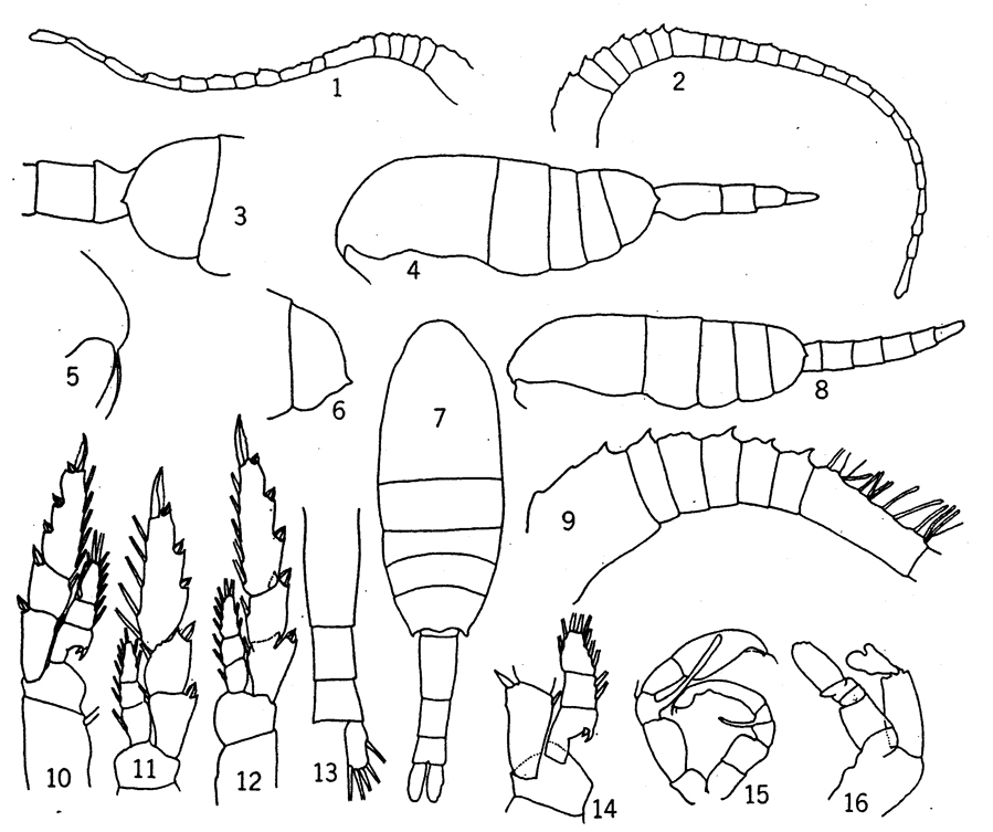 Species Metridia pacifica - Plate 4 of morphological figures