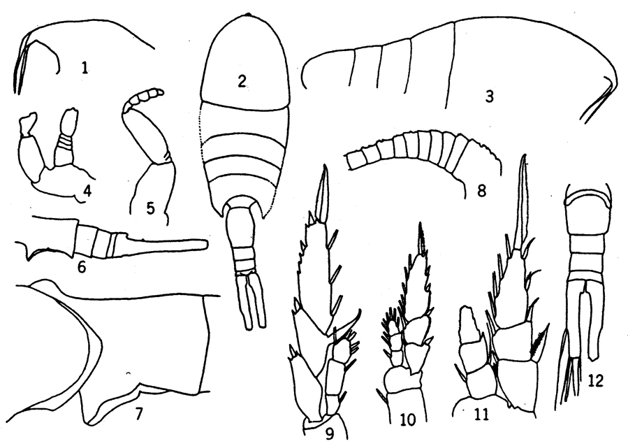 Espce Lucicutia flavicornis - Planche 12 de figures morphologiques