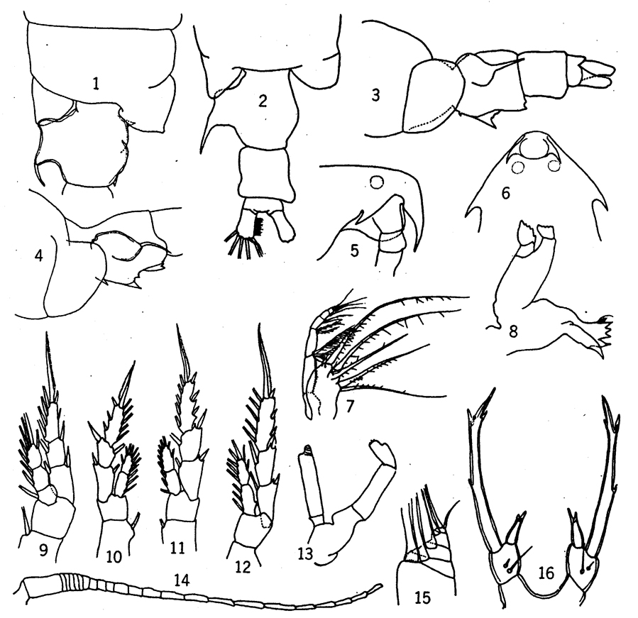 Espce Epilabidocera longipedata - Planche 8 de figures morphologiques