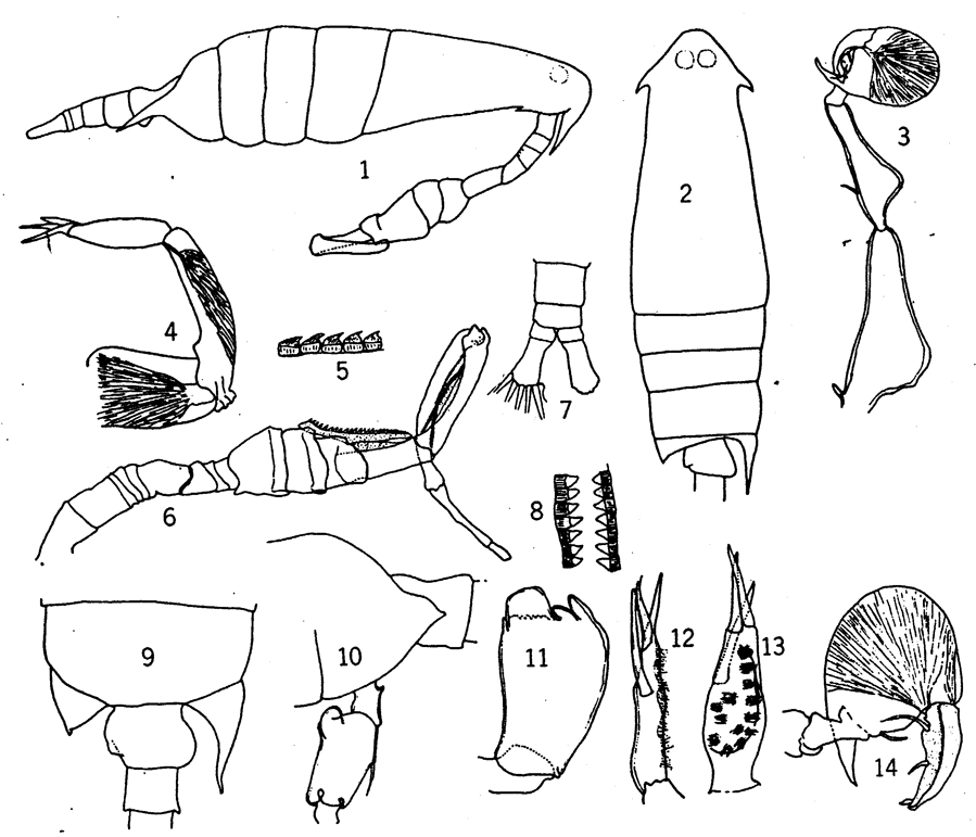 Species Epilabidocera longipedata - Plate 9 of morphological figures