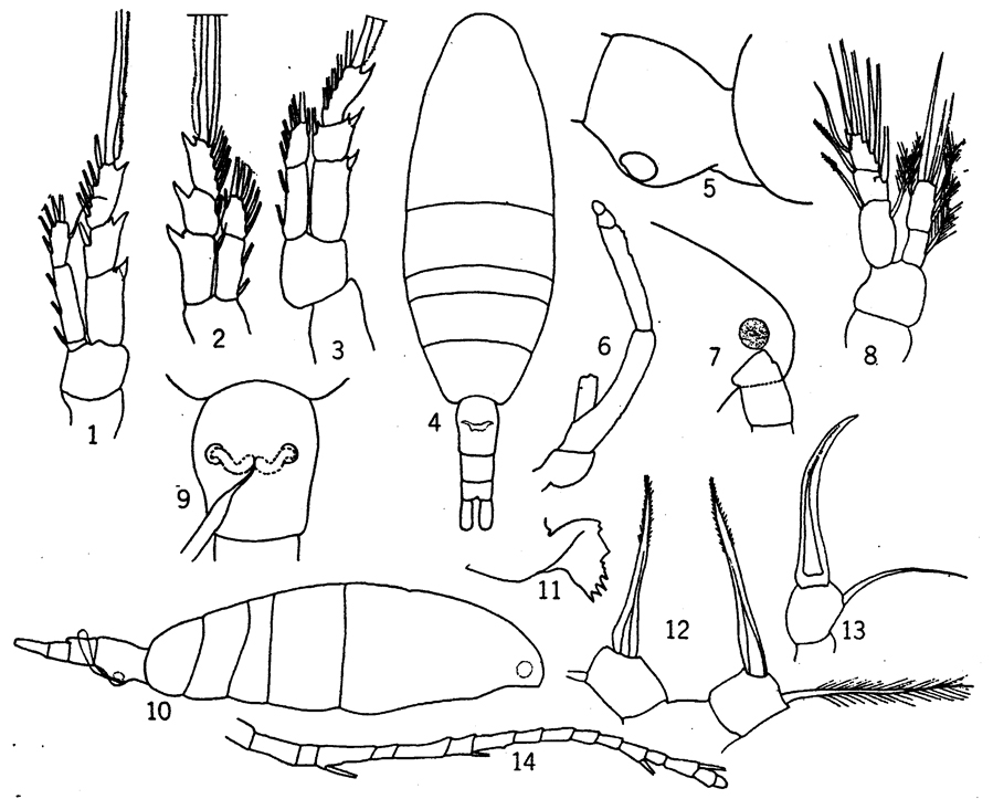 Espce Acartia (Acartiura) clausi - Planche 26 de figures morphologiques