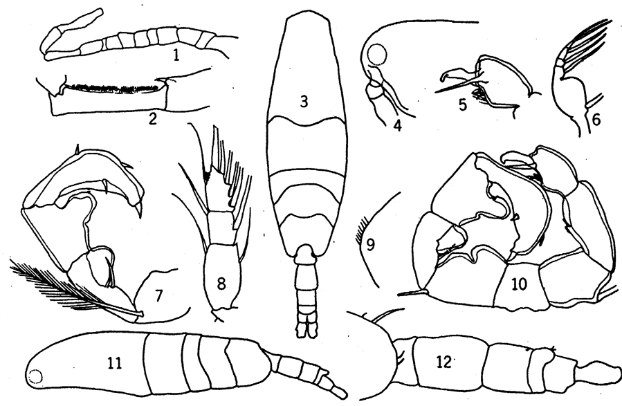 Species Acartia (Acartiura) clausi - Plate 27 of morphological figures