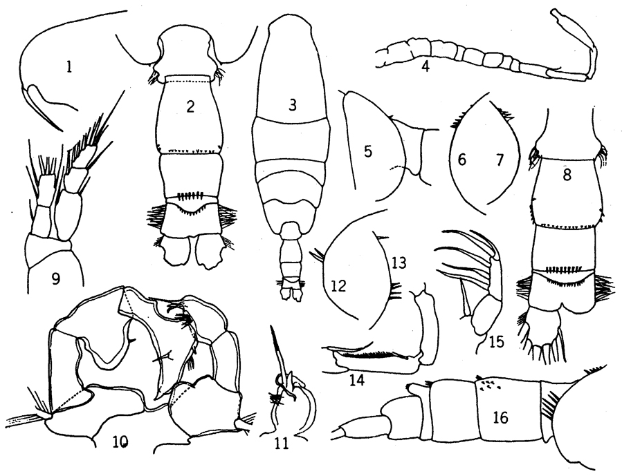 Espèce Acartia (Acanthacartia) tonsa - Planche 16 de figures morphologiques