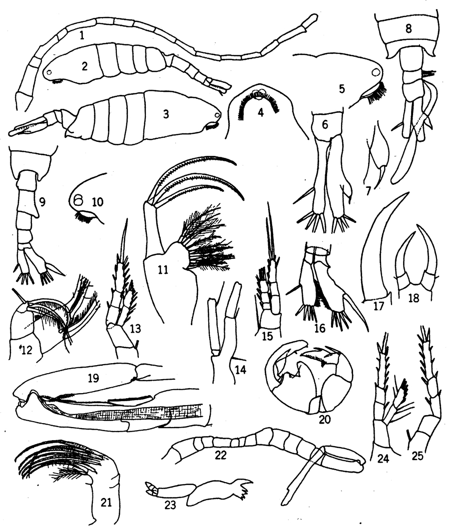 Espce Tortanus (Boreotortanus) discaudatus - Planche 6 de figures morphologiques