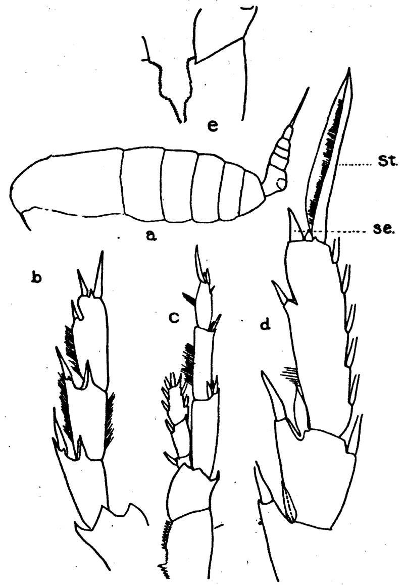 Species Calanus pacificus - Plate 6 of morphological figures