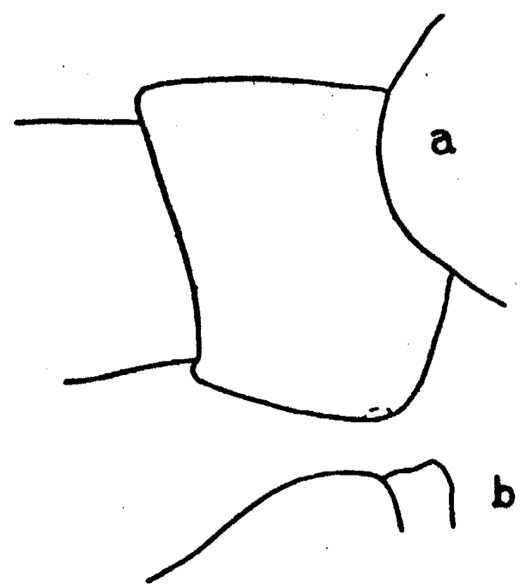 Espèce Neocalanus gracilis - Planche 12 de figures morphologiques