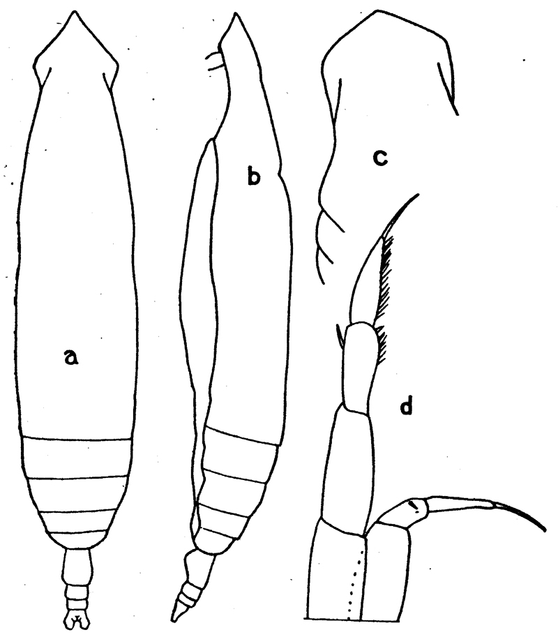 Espce Eucalanus californicus - Planche 5 de figures morphologiques