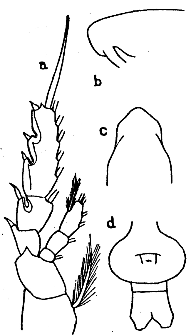 Species Subeucalanus crassus - Plate 17 of morphological figures