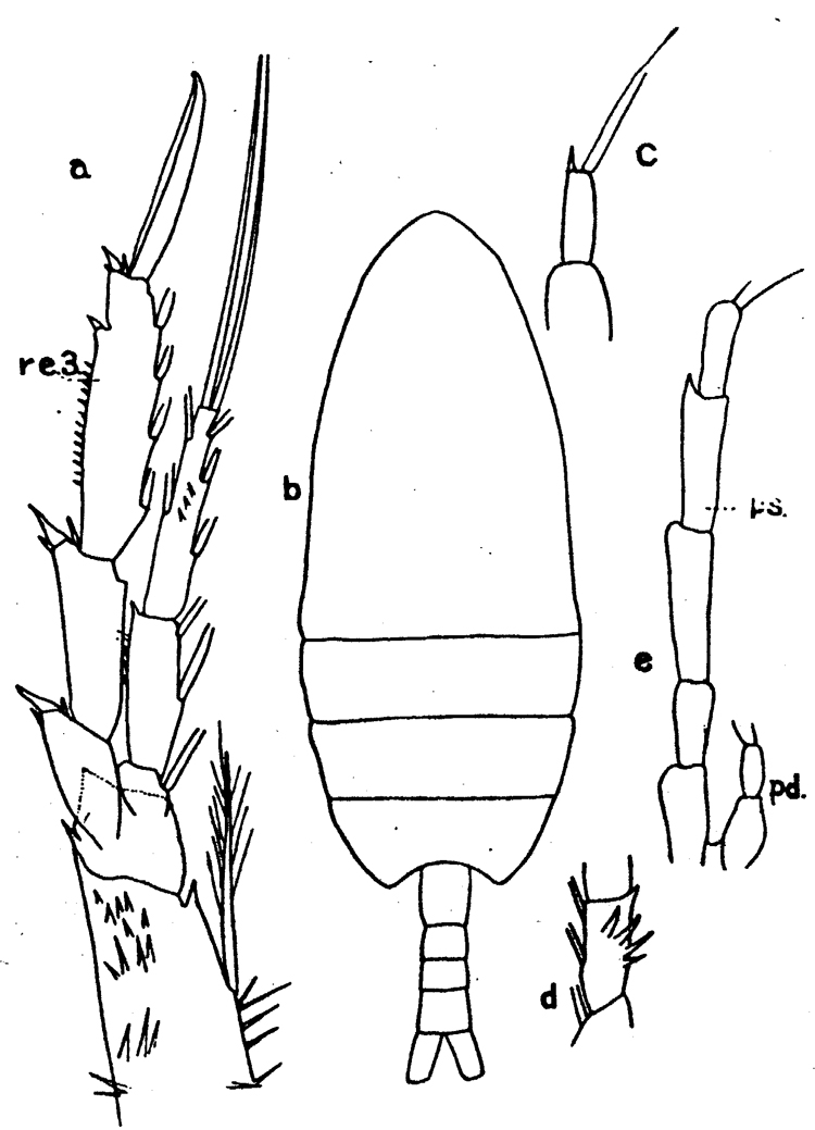 Species Paracalanus parvus - Plate 14 of morphological figures