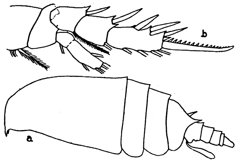 Espce Aetideus pacificus - Planche 6 de figures morphologiques