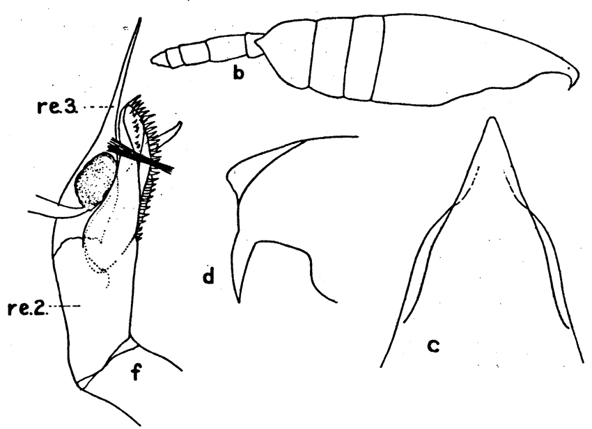 Espèce Undeuchaeta major - Planche 8 de figures morphologiques