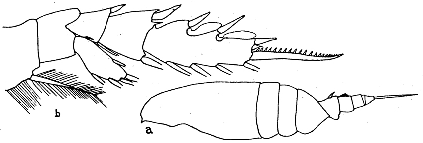 Species Undeuchaeta plumosa - Plate 12 of morphological figures