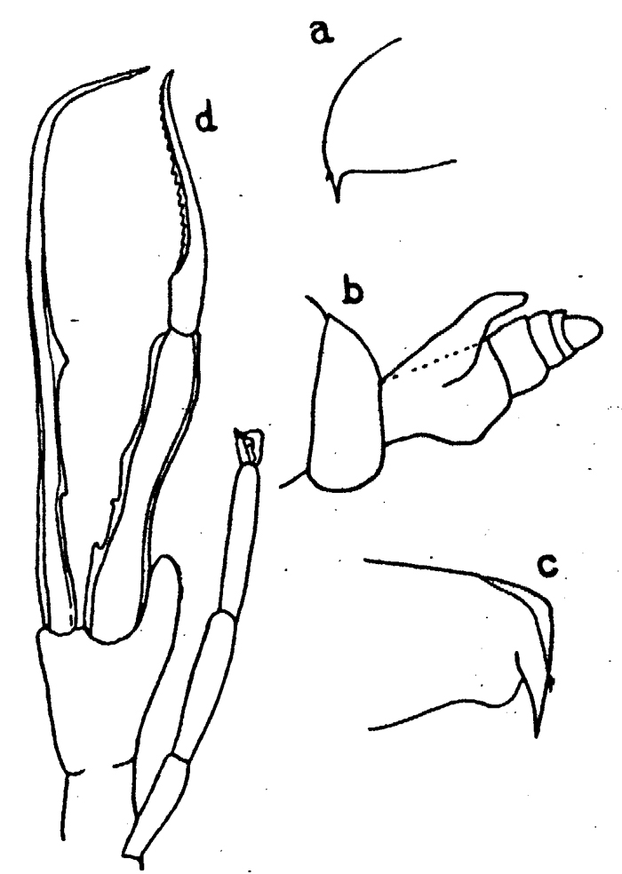 Espèce Euchirella messinensis - Planche 16 de figures morphologiques