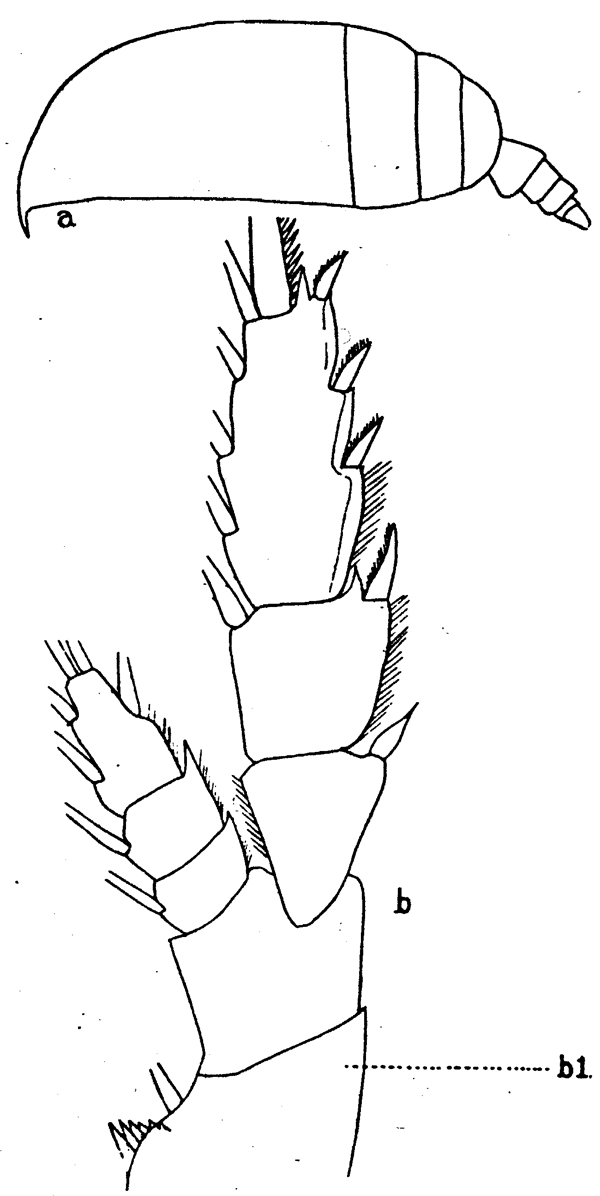 Species Euchirella rostrata - Plate 18 of morphological figures