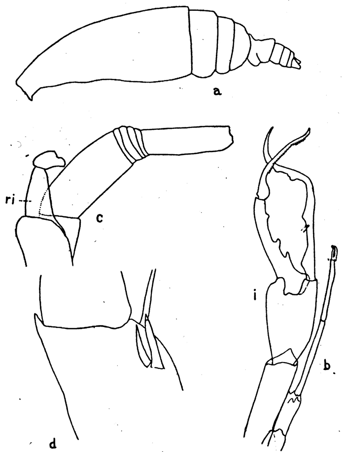 Espèce Euchirella pulchra - Planche 9 de figures morphologiques