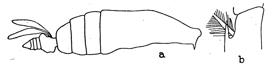 Espèce Euchirella galeatea - Planche 5 de figures morphologiques