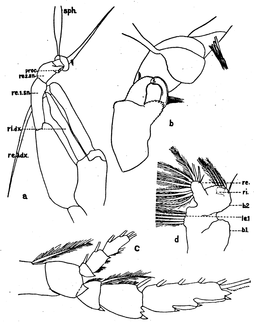 Espce Euchaeta acuta - Planche 14 de figures morphologiques