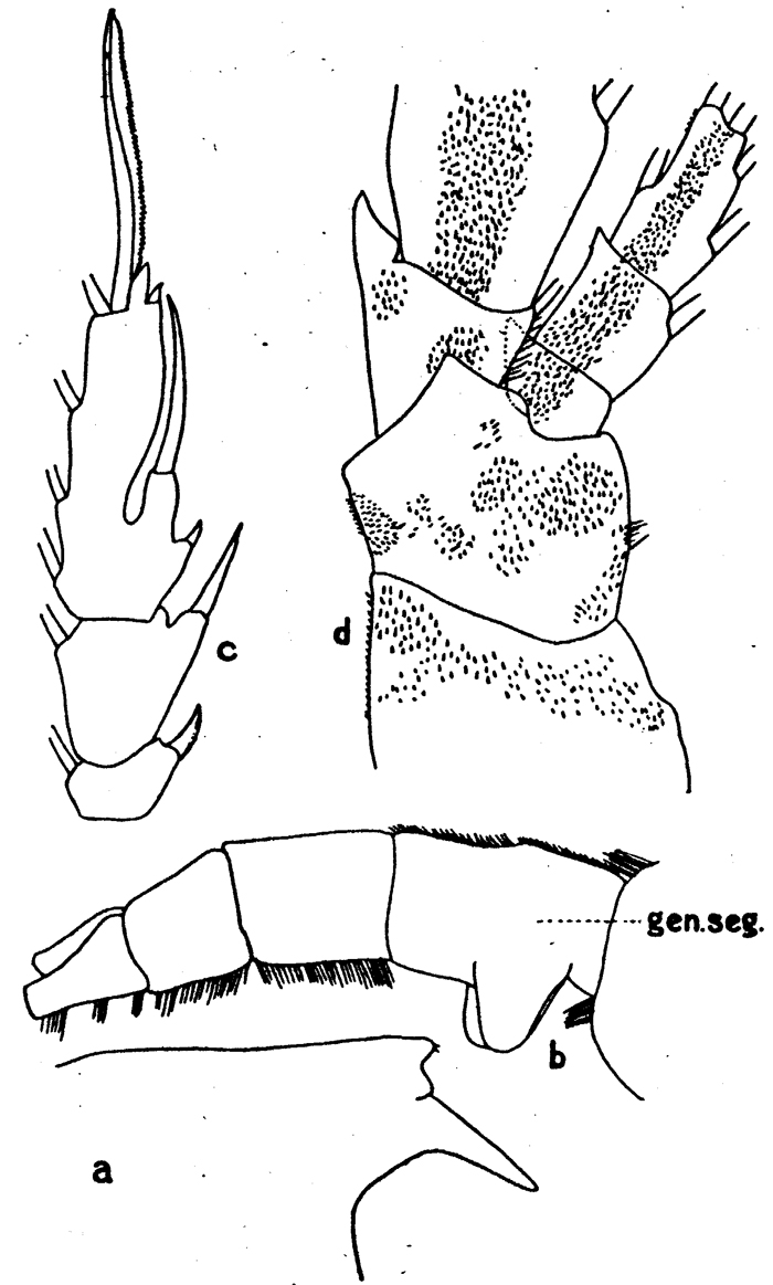 Species Euchaeta spinosa - Plate 7 of morphological figures