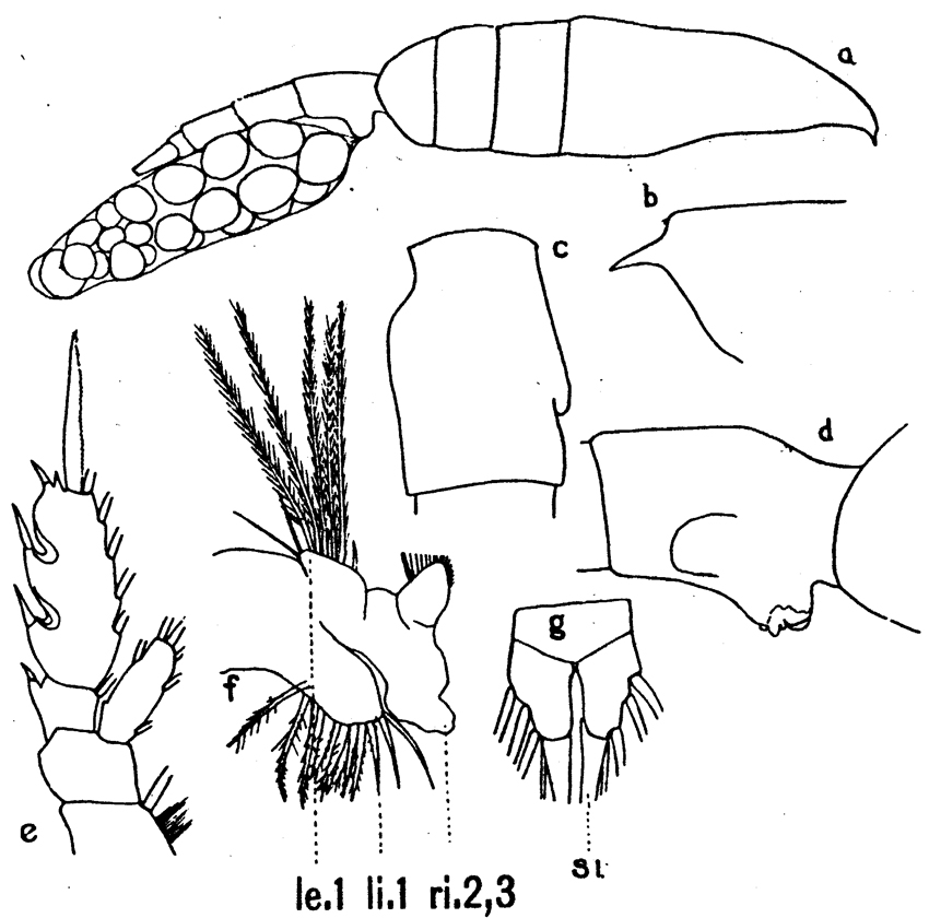 Species Euchaeta media - Plate 14 of morphological figures