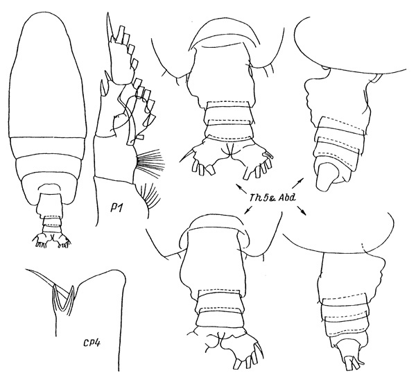 Espce Euchirella venusta - Planche 2 de figures morphologiques
