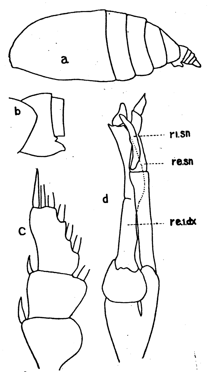 Espèce Scolecithrix danae - Planche 19 de figures morphologiques