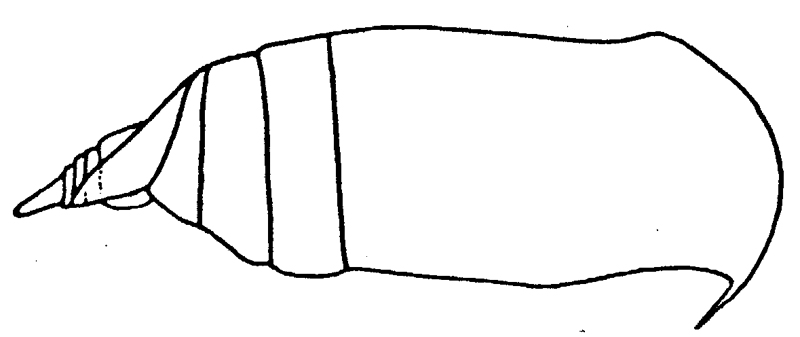 Espce Scolecithrix bradyi - Planche 10 de figures morphologiques