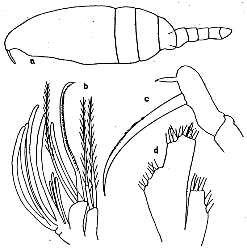 Species Scolecithrix pacifica - Plate 1 of morphological figures