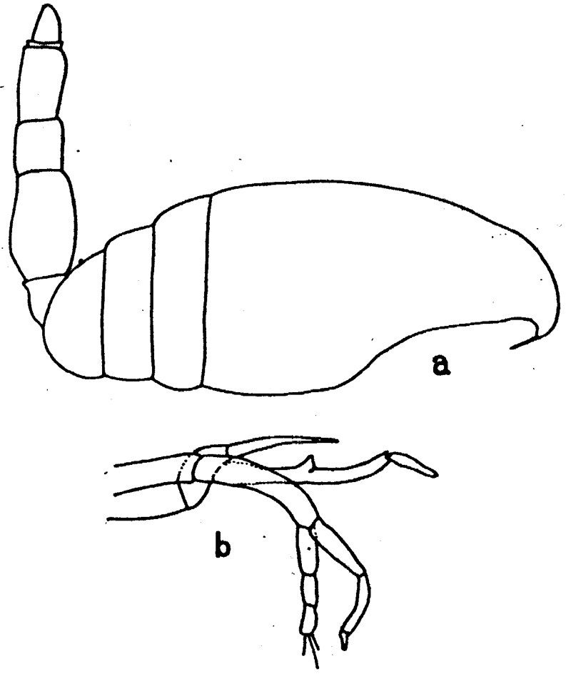 Species Scaphocalanus major - Plate 3 of morphological figures