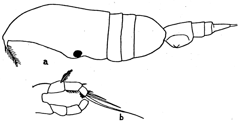 Espèce Pleuromamma abdominalis - Planche 12 de figures morphologiques