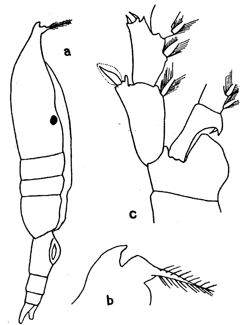 Espce Pleuromamma xiphias - Planche 29 de figures morphologiques