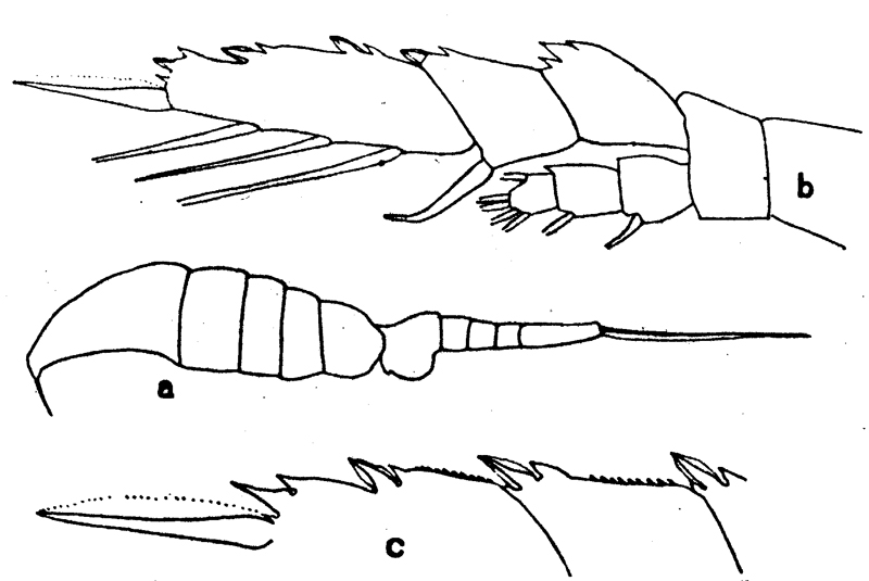 Espce Lucicutia flavicornis - Planche 13 de figures morphologiques