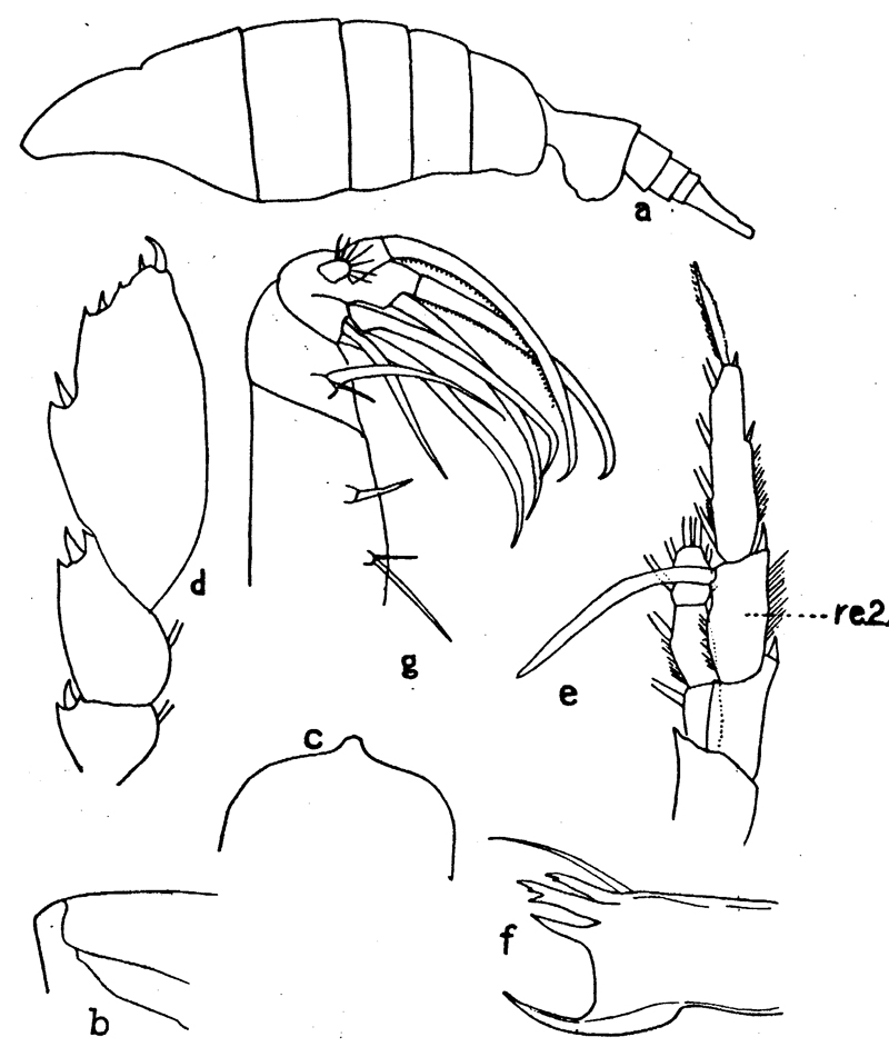 Species Heterorhabdus papilliger - Plate 11 of morphological figures