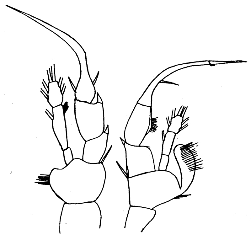 Espèce Heterorhabdus clausi - Planche 4 de figures morphologiques