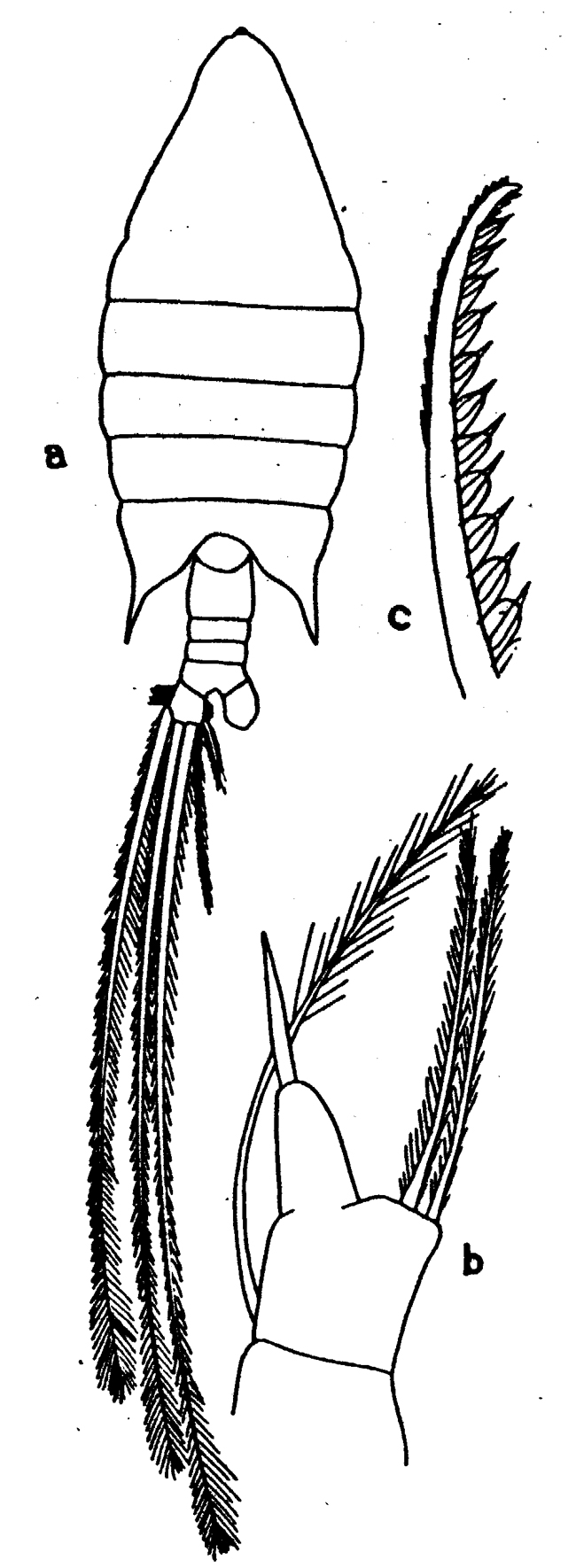 Species Arietellus setosus - Plate 16 of morphological figures