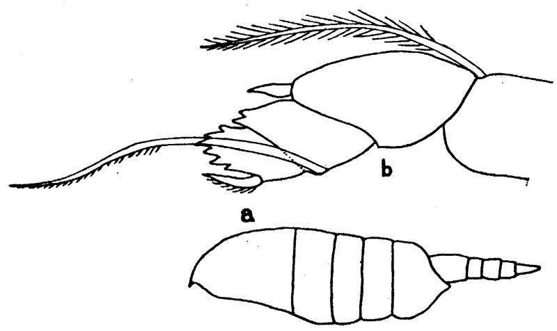 Espce Nullosetigera giesbrechti - Planche 3 de figures morphologiques