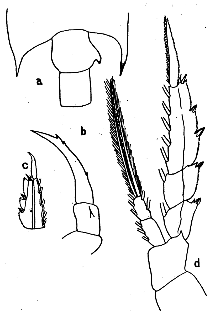 Species Candacia bipinnata - Plate 8 of morphological figures