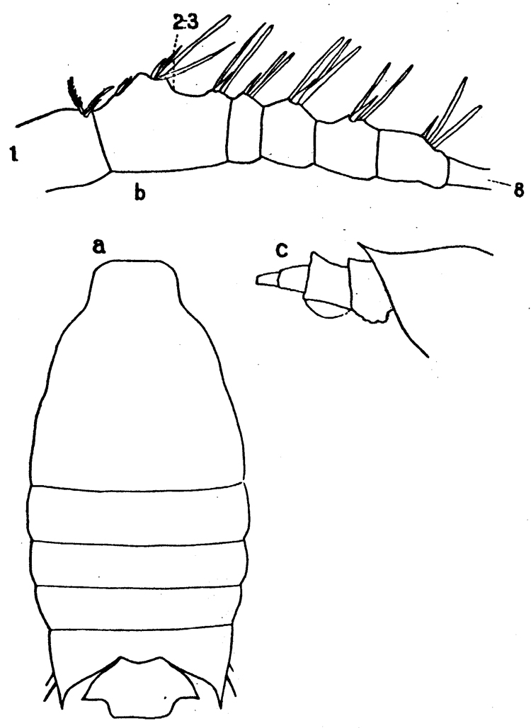 Espce Candacia bipinnata - Planche 9 de figures morphologiques