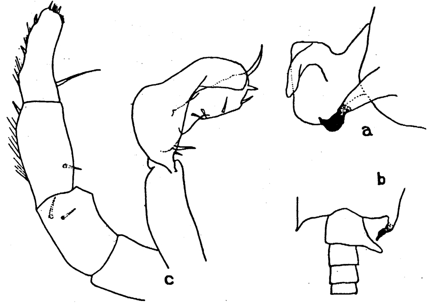 Espce Candacia curta - Planche 6 de figures morphologiques