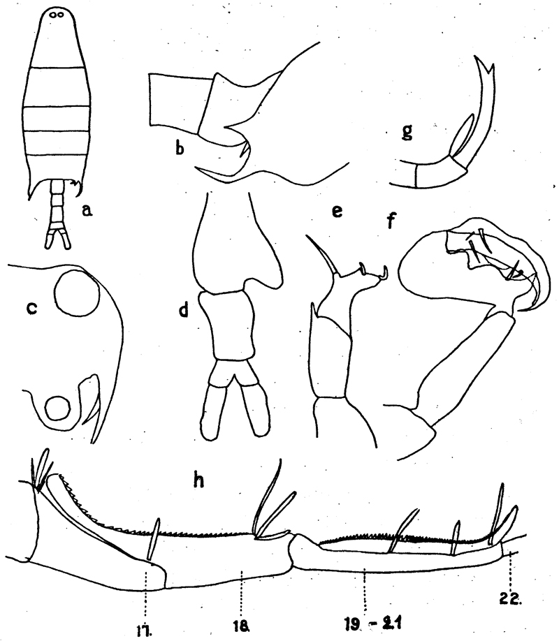 Species Labidocera trispinosa - Plate 1 of morphological figures