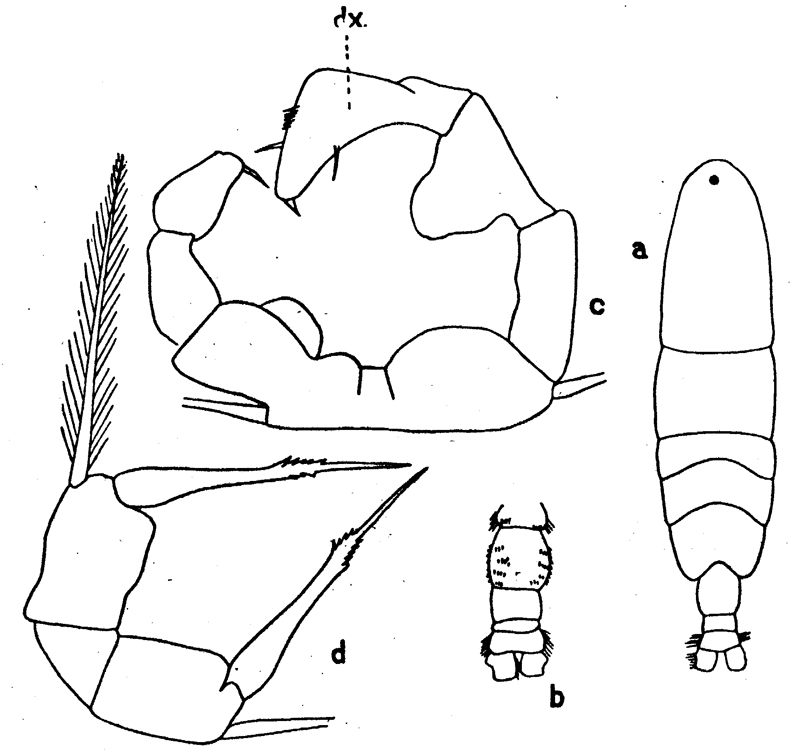 Species Acartia (Acanthacartia) tonsa - Plate 17 of morphological figures