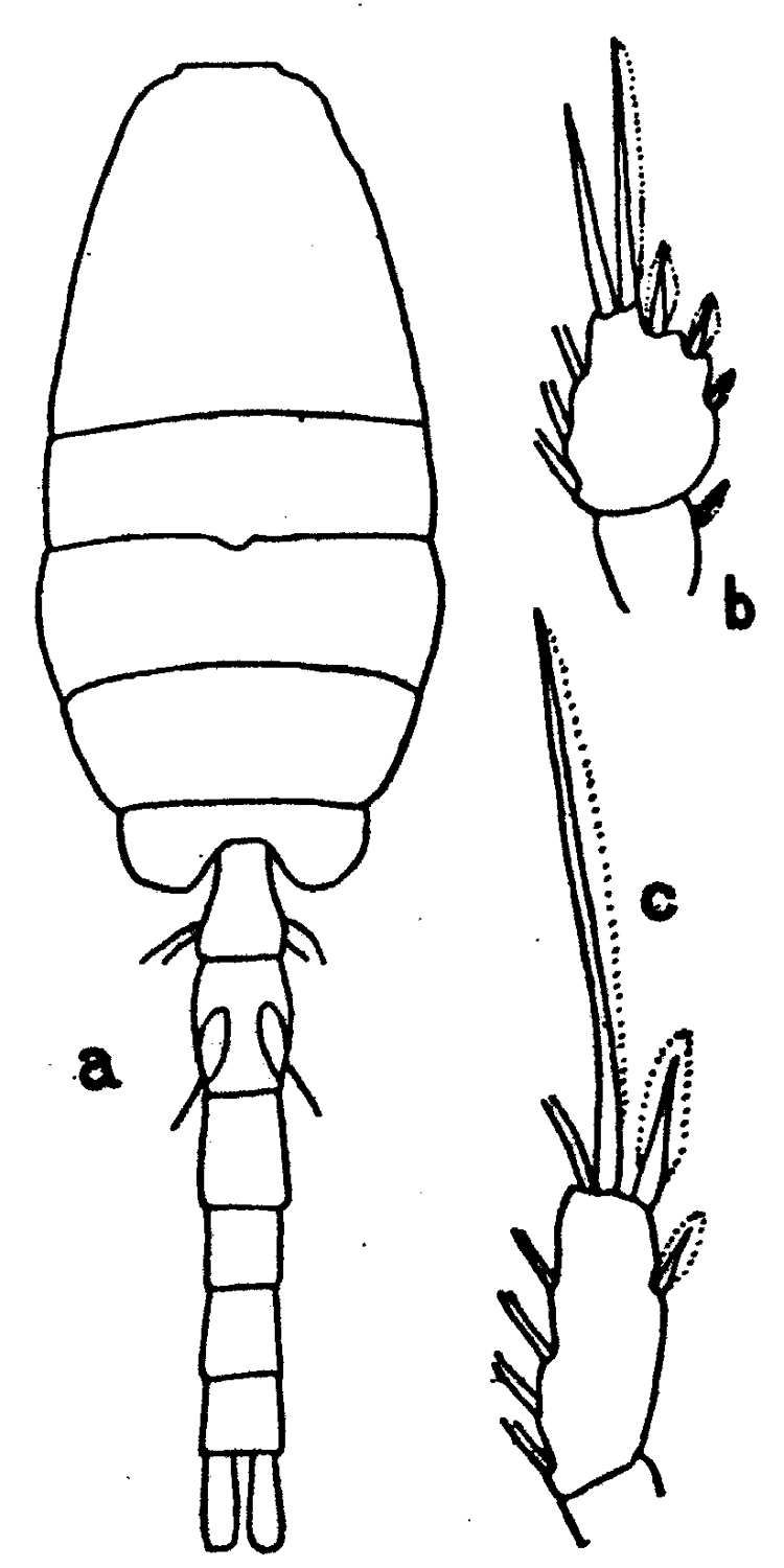 Species Oithona nana - Plate 9 of morphological figures
