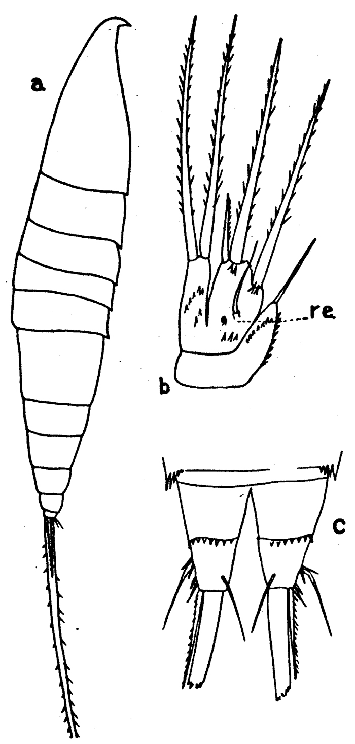 Espce Microsetella rosea - Planche 3 de figures morphologiques