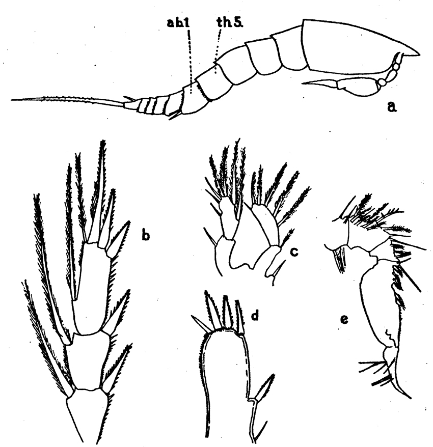 Species Euterpina acutifrons - Plate 6 of morphological figures
