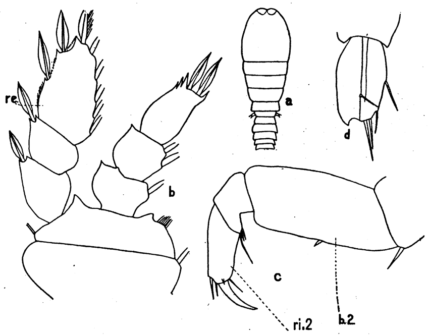Species Sapphirina angusta - Plate 11 of morphological figures