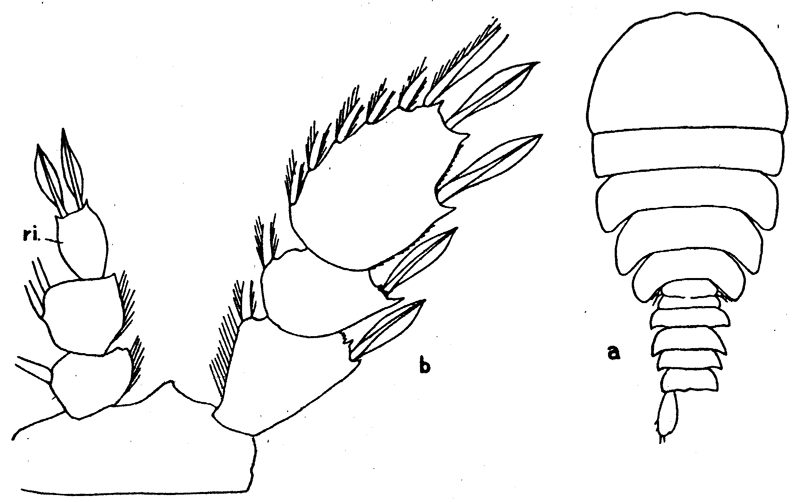 Espèce Sapphirina scarlata - Planche 2 de figures morphologiques