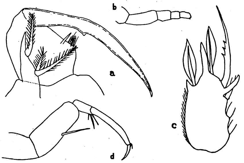 Species Sapphirina nigromaculata - Plate 7 of morphological figures
