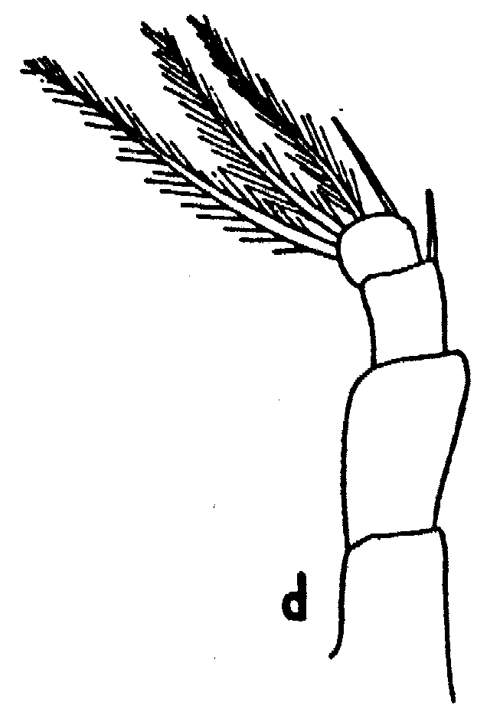 Espce Metridia boecki - Planche 4 de figures morphologiques